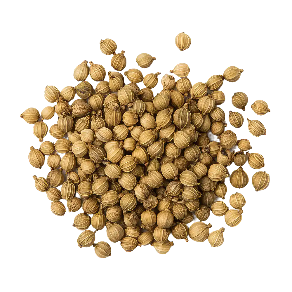 Semillas de coriandro secas
